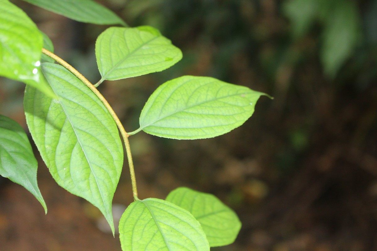 Celastrus paniculatus Willd.